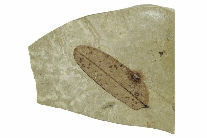 Fossil Leaf (Caesalpinia) - Green River Formation, Colorado #244660